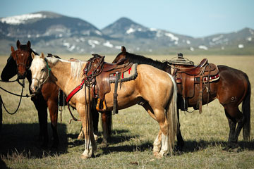 dude ranch horses and mountain backdrop